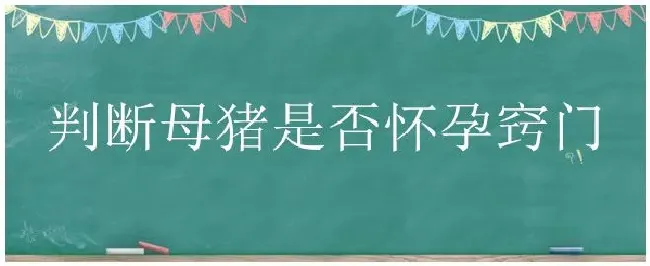 判断母猪是否怀孕窍门 | 三农答疑