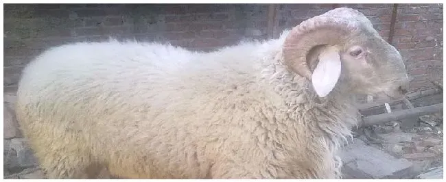 小尾寒羊一天吃多少料 | 三农问答