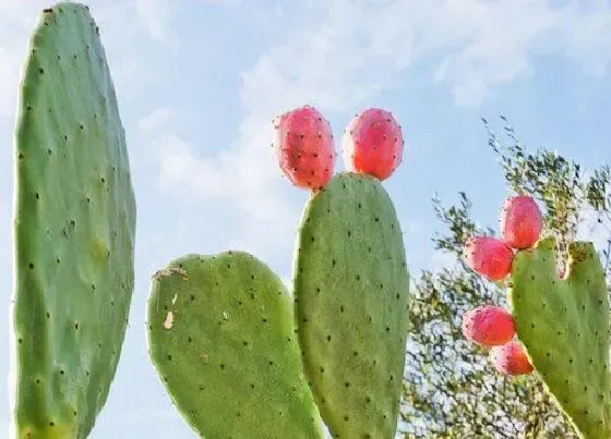 植物常识问题|仙人掌的刺是它的哪个部分 仙人掌刺是由什么形成的