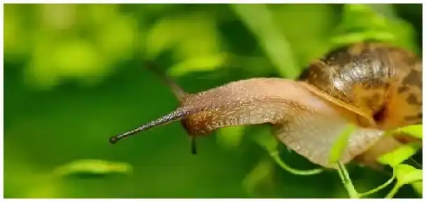 蜗牛爱吃什么东西呢 | 农业答疑