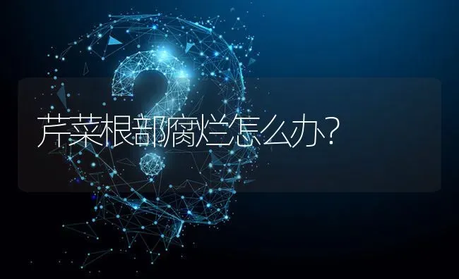 芹菜根部腐烂怎么办? | 养殖问题解答