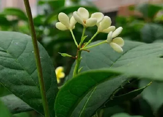 植物常识问题|桂花树的根无法正常呼吸怎么办