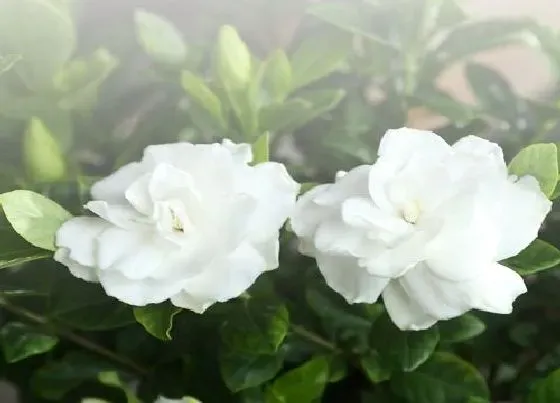 植物常识问题|栀子花如何浇水比较合适