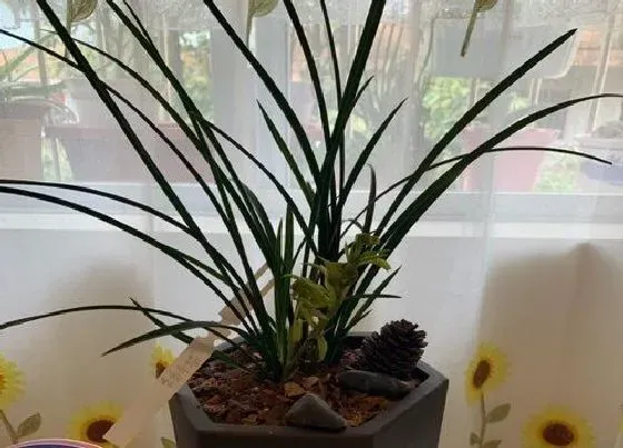 植物常识问题|兰花如何养根才会冒大白根