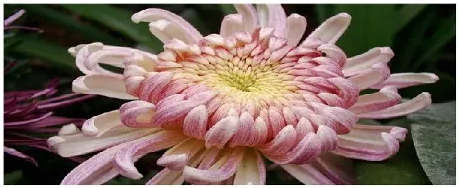 粉荷花菊花的特点 | 农业问题