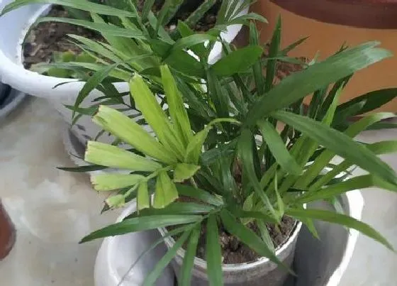 植物常识问题|室内袖珍椰子怎么养护越长越饱满