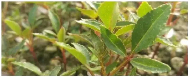 花椒苗怎么施肥 | 三农问答