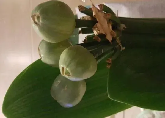 植物常识问题|君子兰新叶歪斜严重是怎么回事
