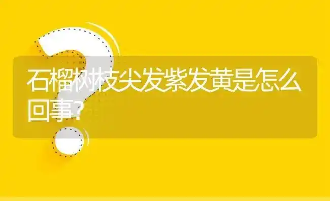 石榴树枝尖发紫发黄是怎么回事? | 养殖问题解答