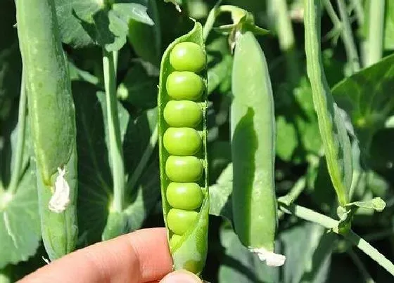 植物常识问题|荷兰豆和豌豆的区别