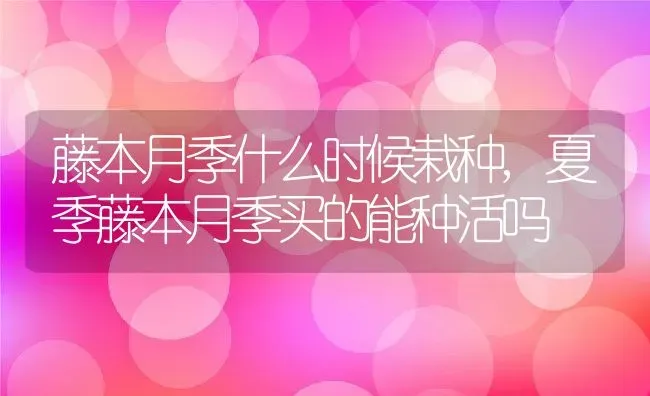 藤本月季什么时候栽种,夏季藤本月季买的能种活吗 | 养殖常见问题