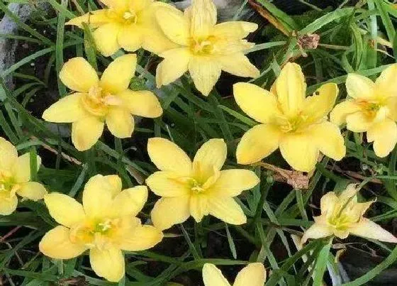 植物常识问题|风雨兰和韭兰的区别