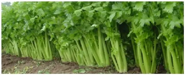 喷什么叶面肥芹菜长得快种植多久可以收获 | 农业常识