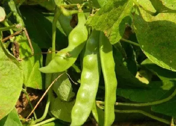 植物常识问题|架豆角种植技术与管理