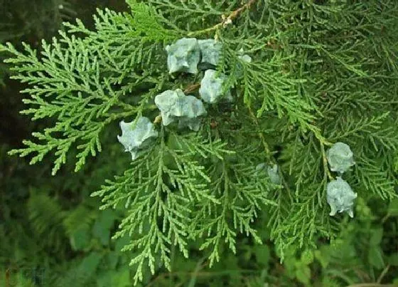 植物常识问题|圆柏和侧柏的区别