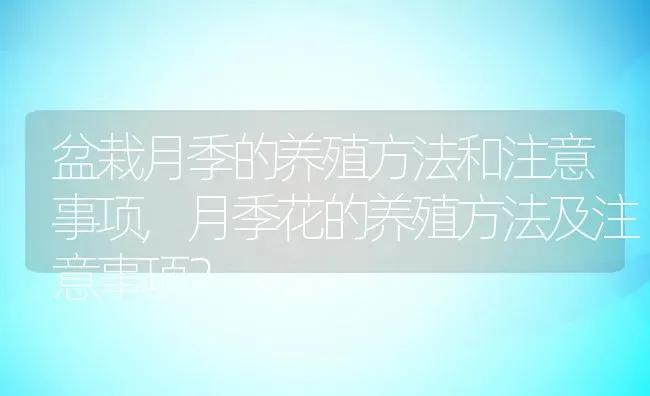 盆栽月季的养殖方法和注意事项,月季花的养殖方法及注意事项？ | 养殖常见问题