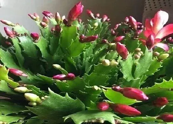 植物常识问题|冬天蟹爪兰发软耷拉怎么办  如何养护叶片饱满挺拔