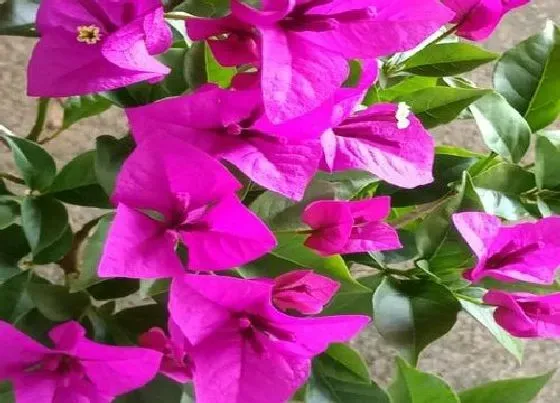 植物常识问题|三角梅花开不断有哪些养护技巧