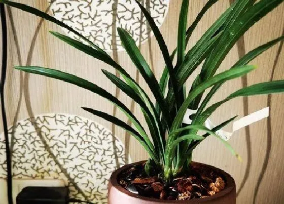 植物常识问题|用什么养护兰花叶片油绿不干尖
