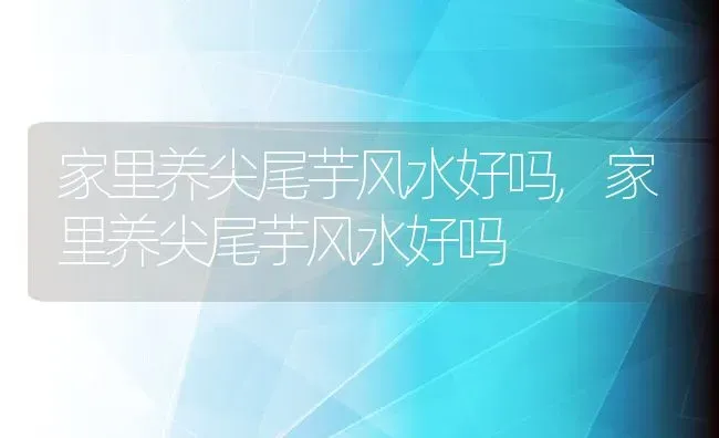 家里养尖尾芋风水好吗,家里养尖尾芋风水好吗 | 养殖常见问题