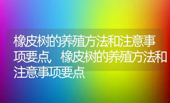 橡皮树的养殖方法和注意事项要点,橡皮树的养殖方法和注意事项要点 | 养殖常见问题