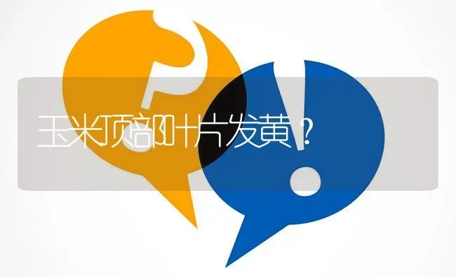 玉米顶部叶片发黄? | 养殖问题解答