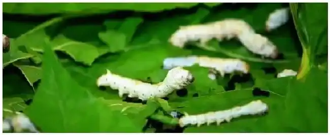 养桑蚕技术与方法 | 农业答疑