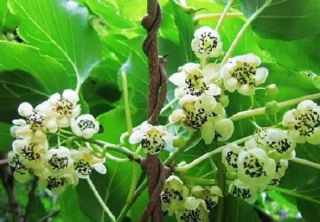 植物常识问题|猕猴桃谢花后怎么管理（猕猴桃开完花后修剪施肥流程）