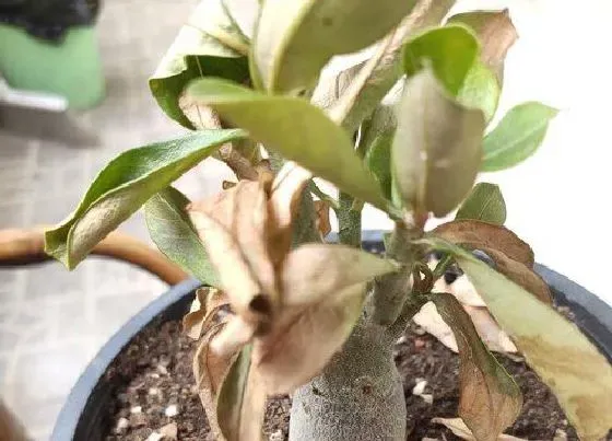 植物常识问题|沙漠玫瑰新叶发卷是什么原因 如何解决