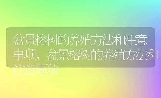 盆景榕树的养殖方法和注意事项,盆景榕树的养殖方法和注意事项 | 养殖常见问题