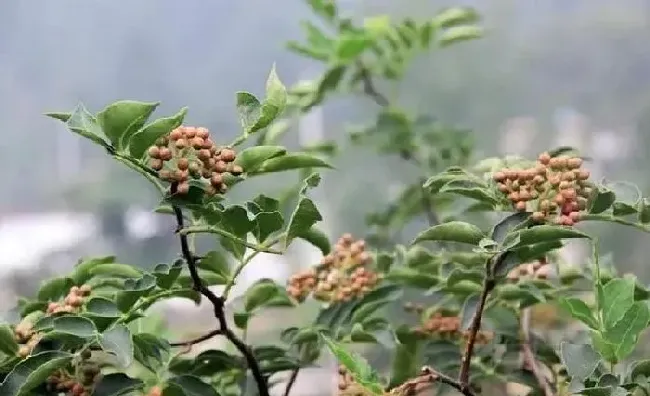 植物常识问题|用花椒籽可以种成花椒树苗吗（花椒籽什么时候播种好）
