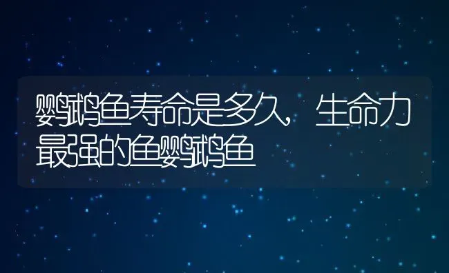 鹦鹉鱼寿命是多久,生命力最强的鱼鹦鹉鱼 | 养殖常见问题