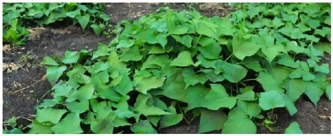 紫薯苗种植注意事项 | 三农答疑