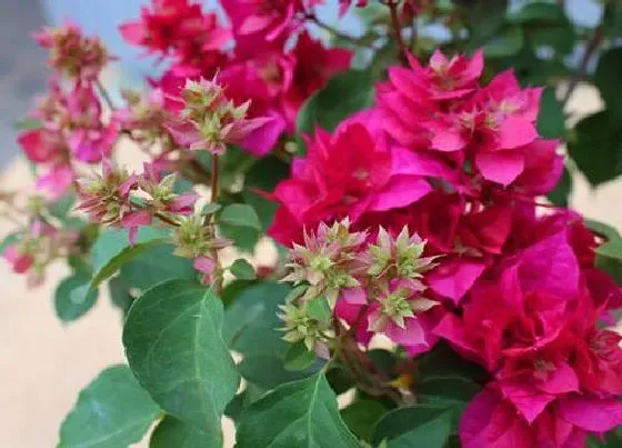 植物常识问题|三角梅开花前需要怎么养护花开爆盆
