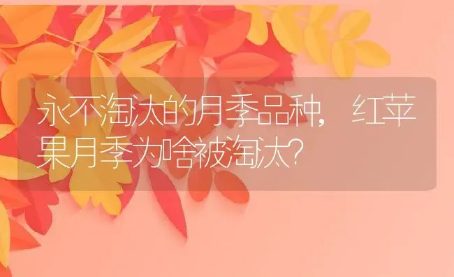 永不淘汰的月季品种,红苹果月季为啥被淘汰？ | 养殖常见问题