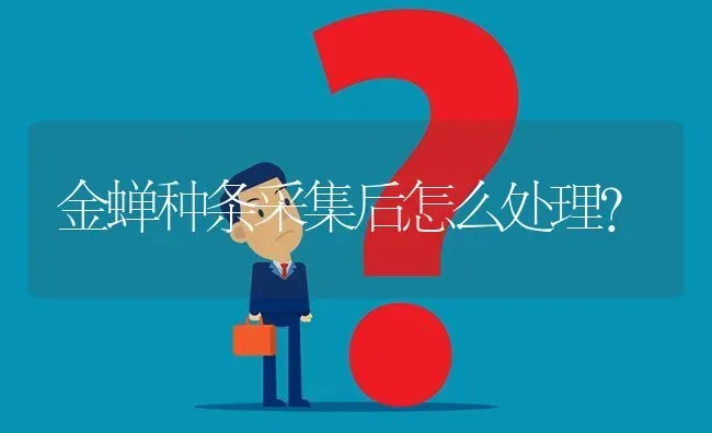 金蝉种条采集后怎么处理? | 养殖问题解答