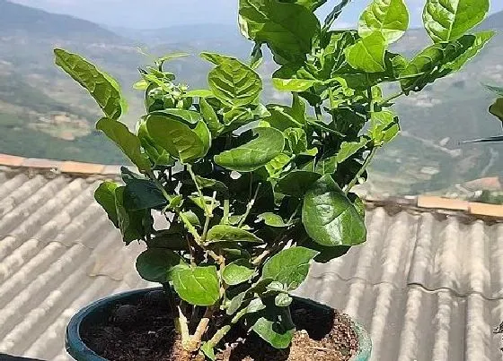 植物常识问题|夏季养护茉莉花如何及时防治虫害