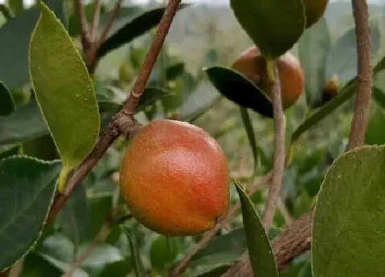 植物常识问题|果实和种子的区别