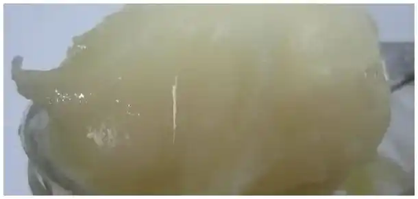 紫云英和椴树蜂蜜区别 | 农业答疑