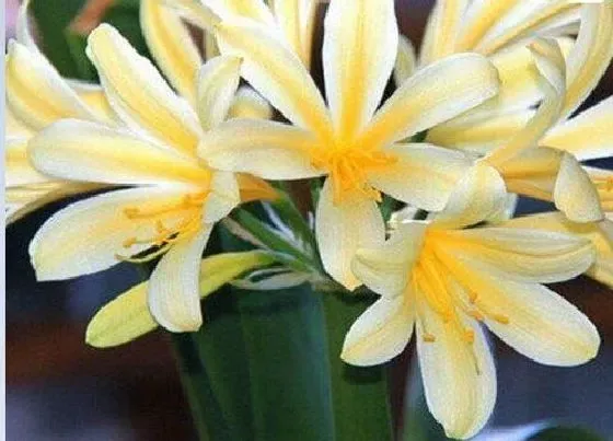 植物常识问题|君子兰怎么养护顺利过夏