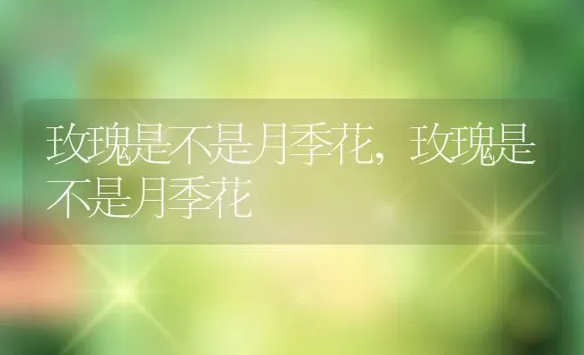 玫瑰是不是月季花,玫瑰是不是月季花 | 养殖常见问题