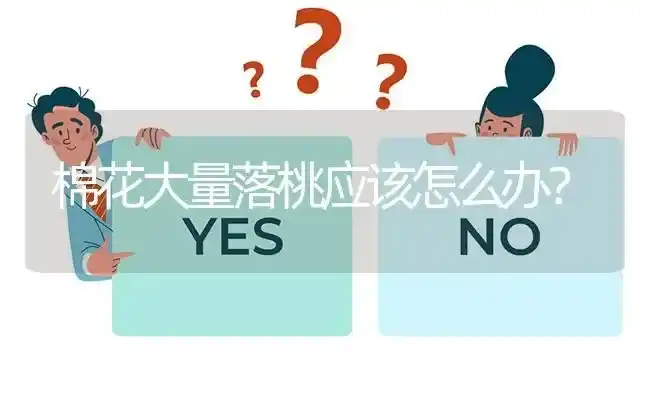棉花大量落桃应该怎么办? | 养殖问题解答