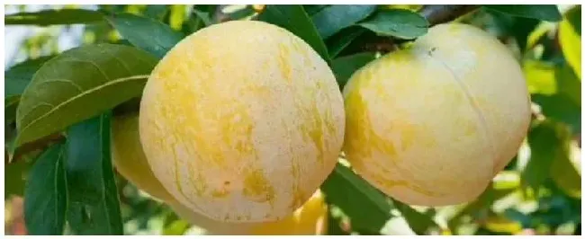 奈李种植技术与管理奈李苗什么时候能种 | 农业答疑