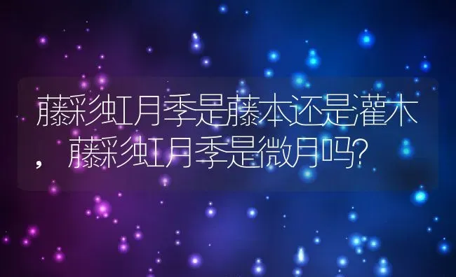 藤彩虹月季是藤本还是灌木,藤彩虹月季是微月吗？ | 养殖常见问题