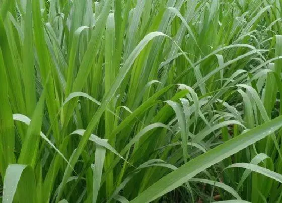 植物常识问题|多年生牧草有哪些品种 耐寒高产的多年生长牧草品种