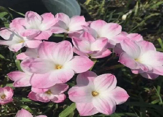 植物常识问题|风雨兰和韭兰的区别