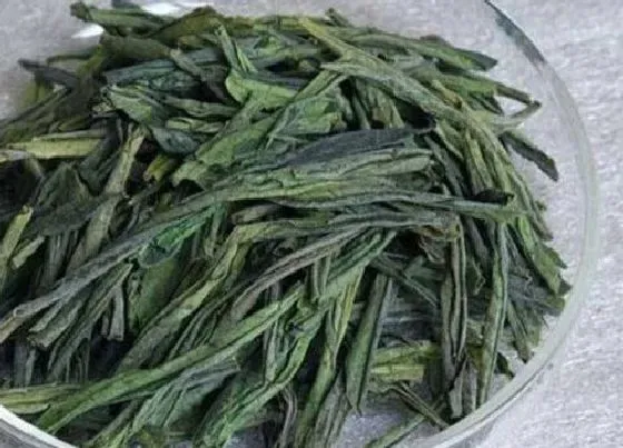 植物常识问题|六安瓜片属于什么茶类 喝六安瓜片茶的功效和作用