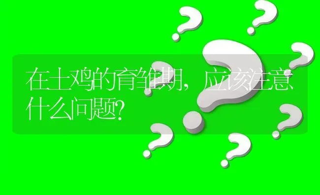 在土鸡的育雏期,应该注意什么问题? | 养殖问题解答