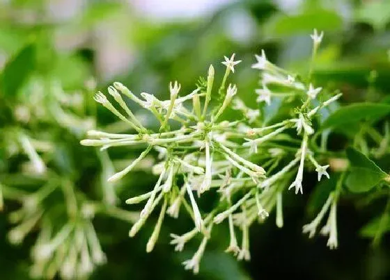 植物常识问题|夜来香在冬季的养殖方法