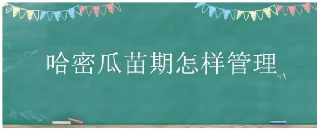 哈密瓜苗期怎样管理 | 生活常识